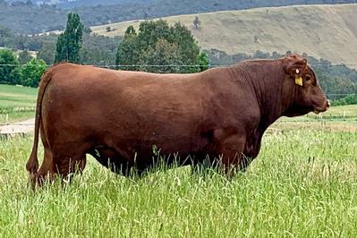 Hicks Beef Red Angus