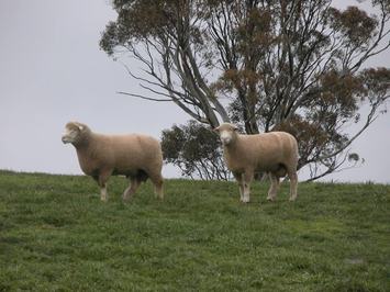 Tattykeel Poll Dorsets