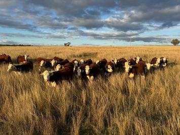Mountain Valley Stud Poll Herefords