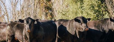 Kenny's Creek Angus