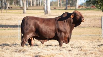 Yulgilbar Santa Gertrudis