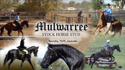 Mulwarree Stock Horse