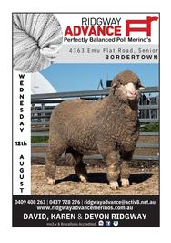 Ridgway Advance Poll Merino