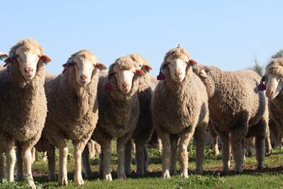 Parkdale SRS Merinos