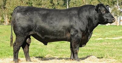 Alpine Angus
