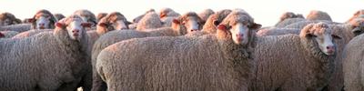 Kerin Poll Merino