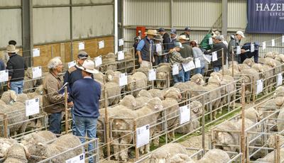 Hazeldean Merinos