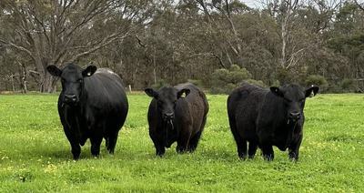 Mordallup Angus Stud