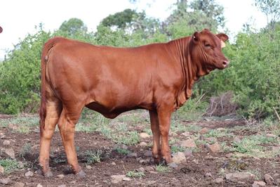 Planchonella Hill Senepols