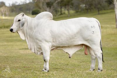 Locklani Brahmans