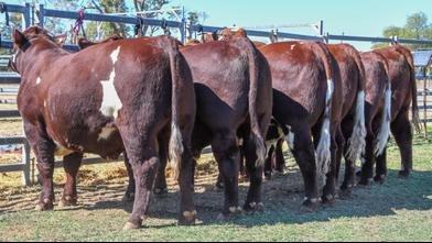 Kamilaroi Shorthorns
