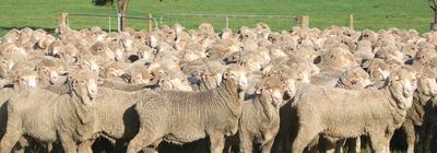 Pastora Poll Merino Stud
