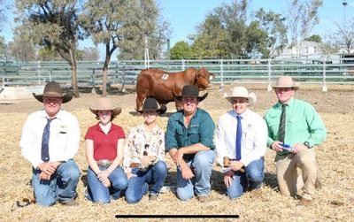 Dangarfield Santa Gertrudis