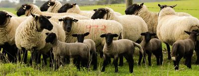Bundara Downs Suffolks