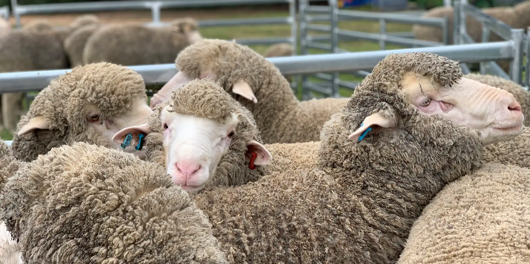 One Oak Poll Merinos