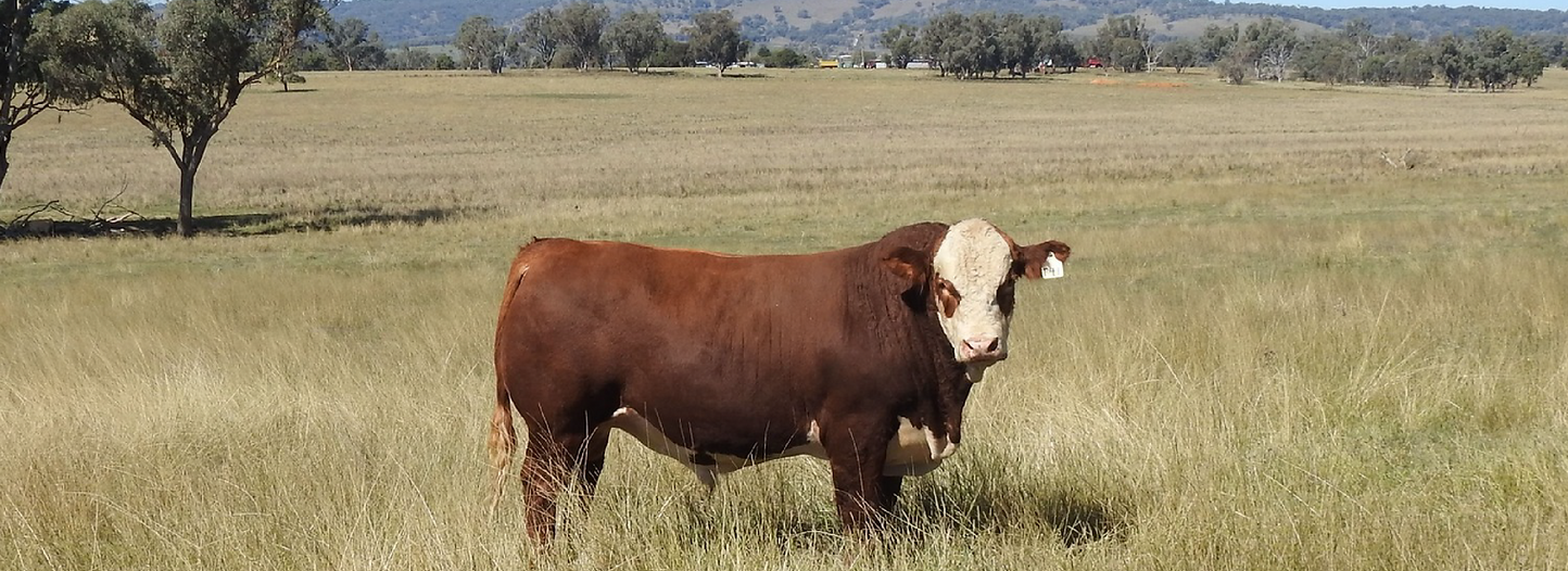 Barana Simmentals
