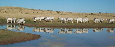 Lancefield Brahmans