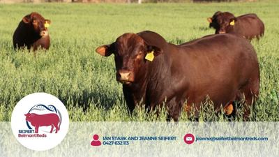 Seifert Belmont Reds