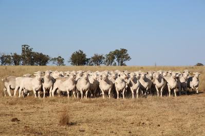 Annalara White Dorpers