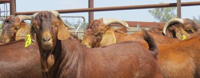 Hendon Park Boers