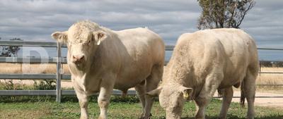 Barambah-Dale Charolais