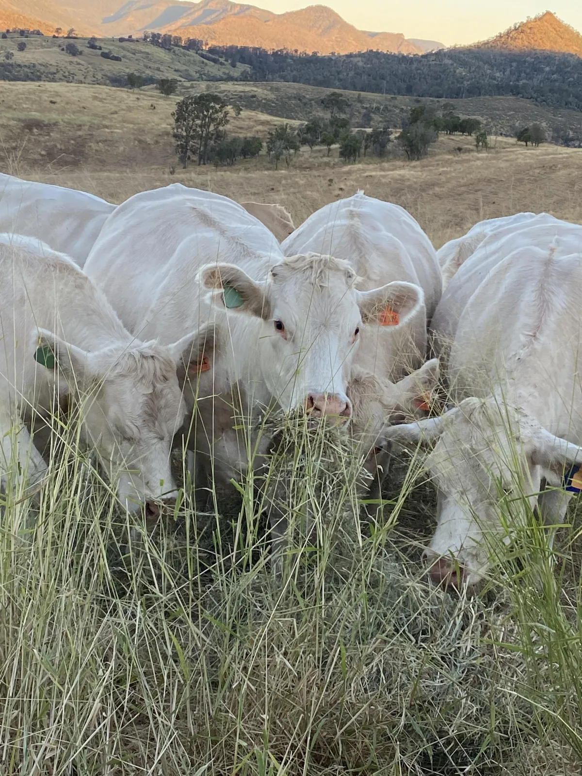 Black Duck Charolais