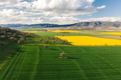 Warragundi Poll Hereford