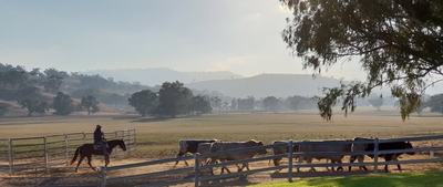 Minnamurra Pastoral Company