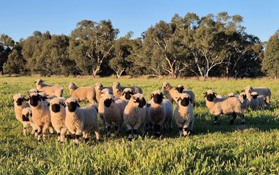 Alora Prestige Valais Blacknose