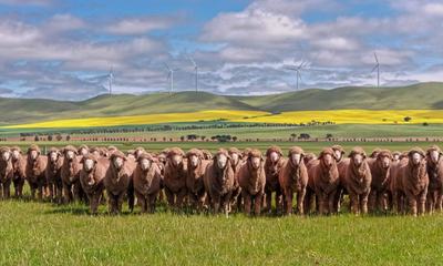 Collinsville Stud Merinos