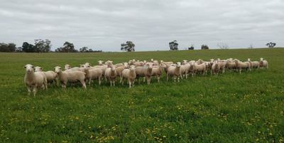 Castle Camps White Suffolk