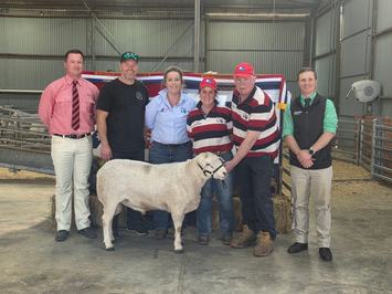 Ardene Australian White Sheep Stud