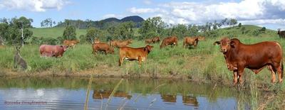 Bryvonlea Droughtmaster Stud