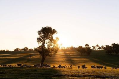 Yarrawonga Poll Merinos