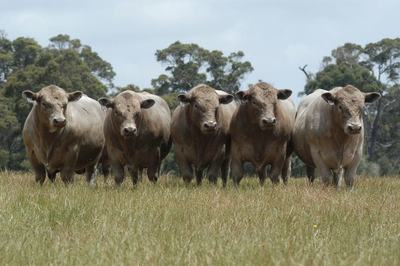 Monterey Angus Murray Greys