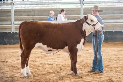 Elite Poll Herefords