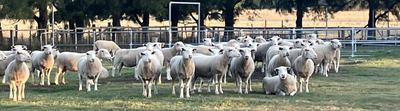 Chandler Livestock White Suffolk