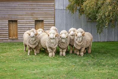 Trefusis Merino Stud