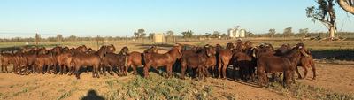 Rangeland Red