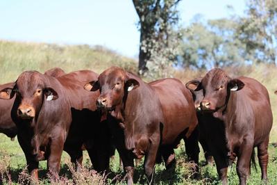 Hardigreen Park Santa Gertrudis
