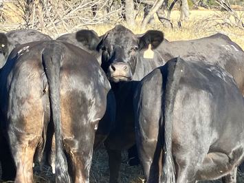Bullock Hills Simmental