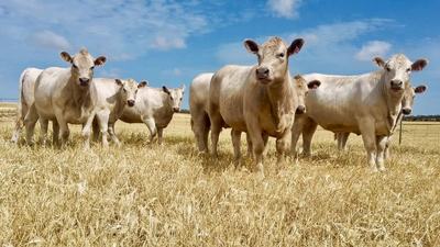 Ashvell Murray Greys