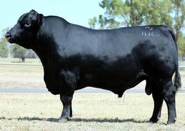 Carabar Angus