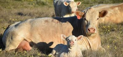 Alpine Charolais