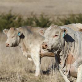 Curragindi Charolais
