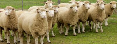 Bundara Downs Poll Dorsets