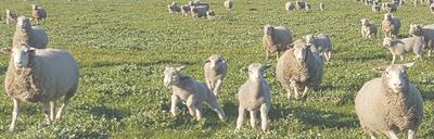 Leahcim White Suffolk Stud