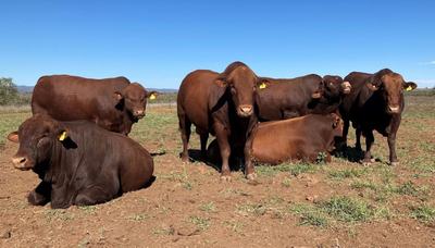 Wahroonga Belmont Reds