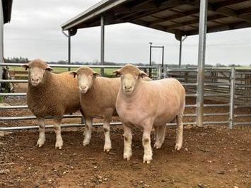 Armdale Poll Dorset Stud