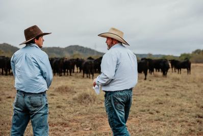 Clunie Range Angus Stud